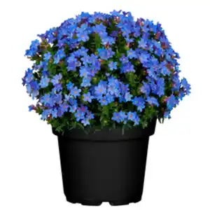 Gartenkrone Steinsame »Lithodora diffusa«, blau, winterhart