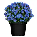 Bild 1 von Gartenkrone Steinsame »Lithodora diffusa«, blau, winterhart