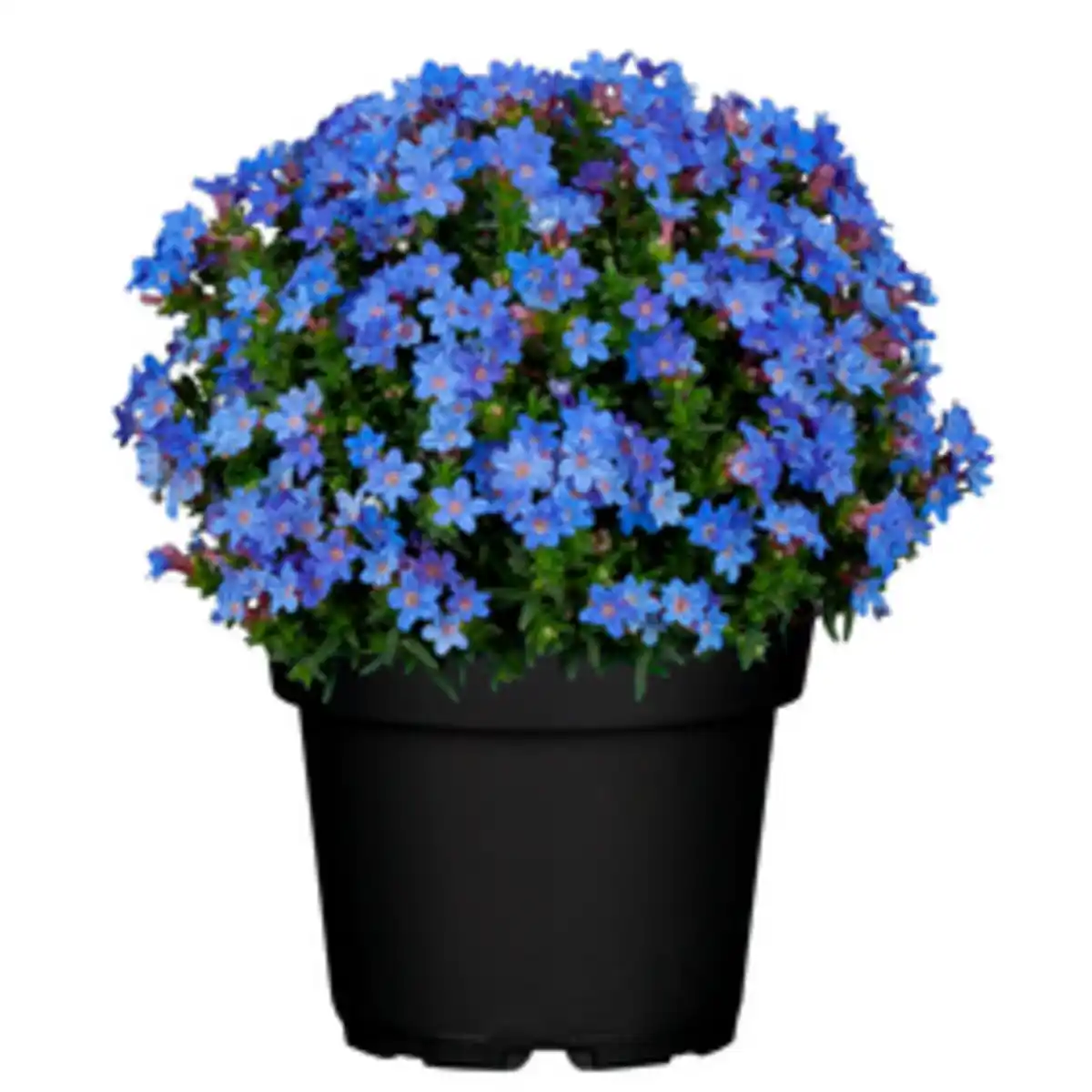 Bild 1 von Gartenkrone Steinsame »Lithodora diffusa«, blau, winterhart