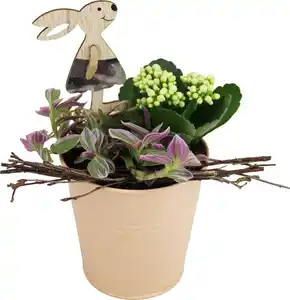 Osterarrangement Hasengarten Calandiva & Tradescantia im Zinktopf