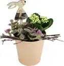 Bild 1 von Osterarrangement Hasengarten Calandiva & Tradescantia im Zinktopf