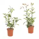 Bild 1 von GARDENLINE Photinia