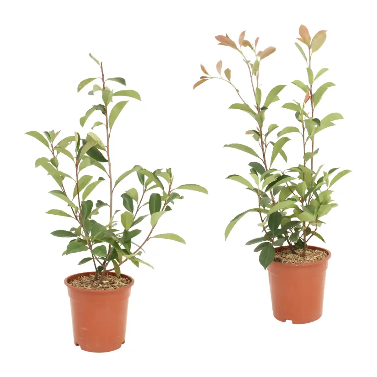 Bild 1 von GARDENLINE Photinia