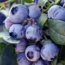 Bild 2 von BRAZELBERRY® Heidelbeere, Vaccinium, Pink Breeze