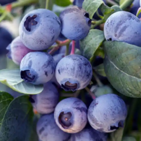 Bild 2 von BRAZELBERRY® Heidelbeere, Vaccinium, Pink Breeze