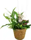 Bild 1 von Osterarrangement Frühlingskorb Spathiphyllum, Kalanchoe & Peperomia im Naturkorb
