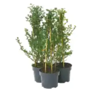 Amerikanischer Flieder Pyramide