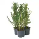 Bild 1 von Amerikanischer Flieder Pyramide