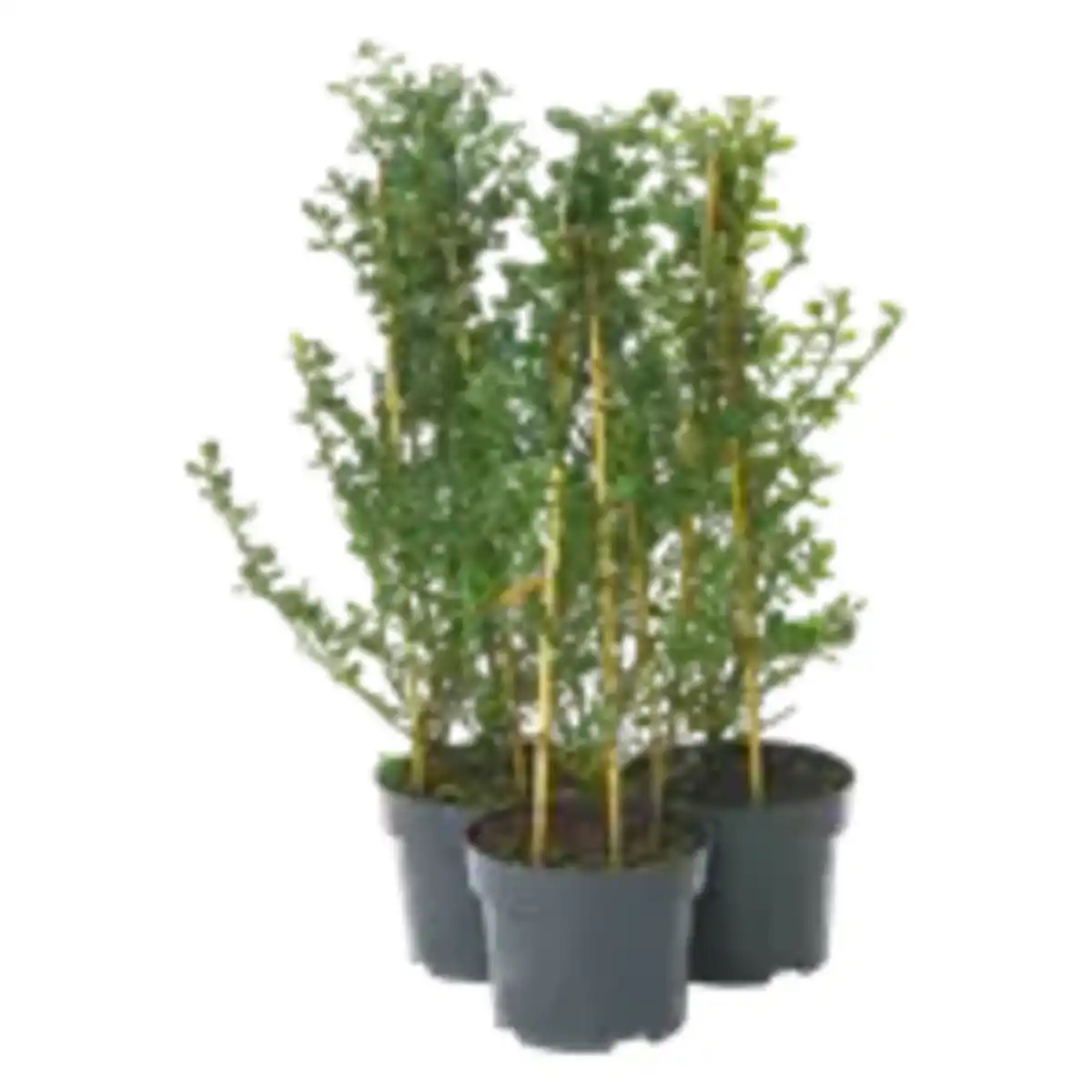 Bild 1 von Amerikanischer Flieder Pyramide