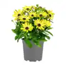 Bild 2 von GARDENLINE Kapmargerite