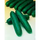 Bild 1 von Gartenkrone Schlangengurke Cucumis sativus »Murza«