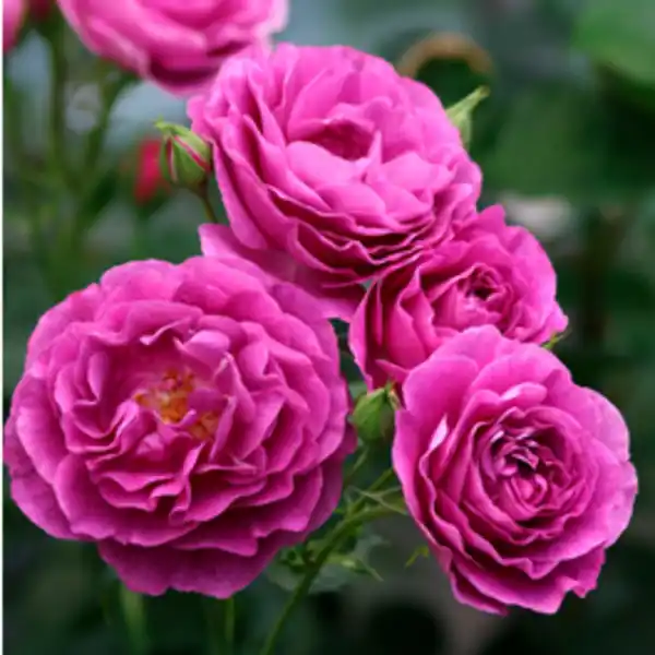 Bild 2 von Edelrose Rosa »Minerva®«, Blüte: violett-purpur