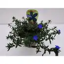 Bild 2 von Gartenkrone Steinsame »Lithodora diffusa«, blau, winterhart
