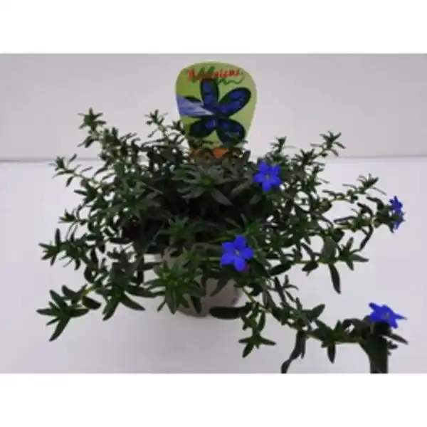 Bild 2 von Gartenkrone Steinsame »Lithodora diffusa«, blau, winterhart