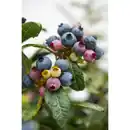 Bild 2 von Heidelbeere Vaccinium »Perpetua®«