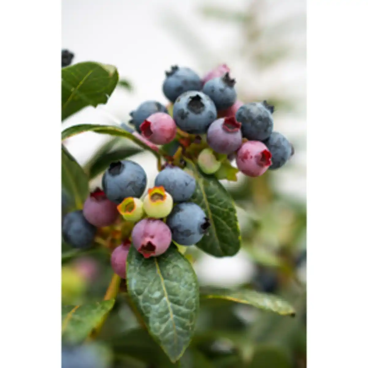 Bild 2 von Heidelbeere Vaccinium »Perpetua®«