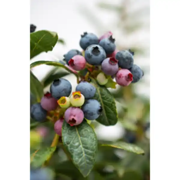 Bild 2 von Heidelbeere Vaccinium »Perpetua®«