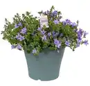 Bild 1 von Glockenblume Campanula port Ambella Lavender 23 cm Topf