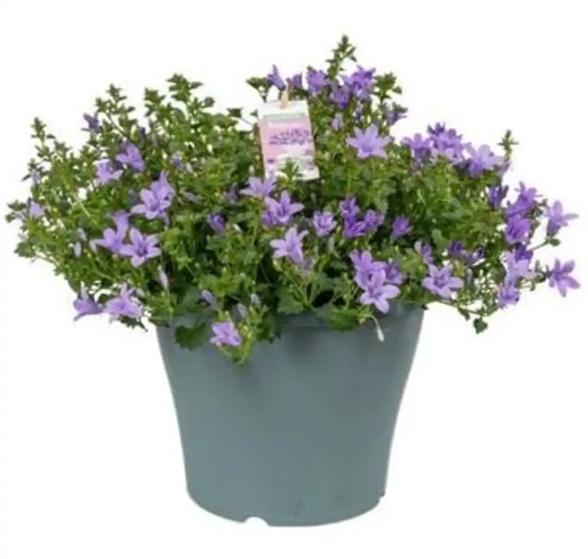Bild 1 von Glockenblume Campanula port Ambella Lavender 23 cm Topf