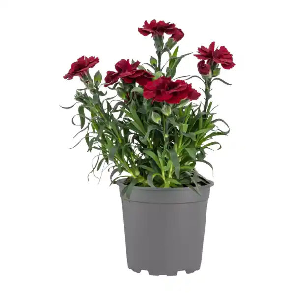 Bild 2 von GARDENLINE Nelken