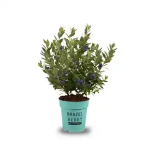 Heidelbeere Vaccinium »Berry Bonanza«