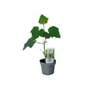 Bild 1 von Gartenkrone Mini-Snack Gurke, Rimoni F1