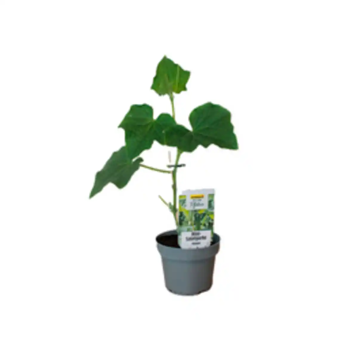 Bild 1 von Gartenkrone Mini-Snack Gurke, Rimoni F1