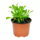 Bild 2 von GARDENLINE Stauden-Frühjahrssortiment