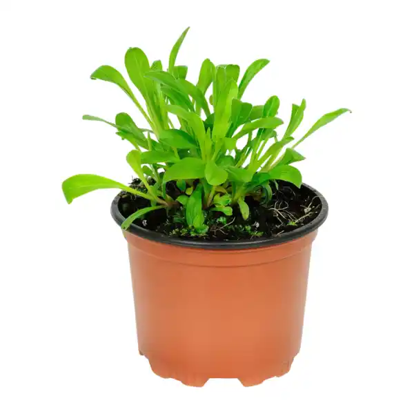 Bild 2 von GARDENLINE Stauden-Frühjahrssortiment