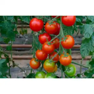 Gartenkrone Cocktailtomate Solanum lycopersicum »Bellinie«