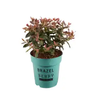 BRAZELBERRY® Heidelbeere, Vaccinium, Pink Breeze