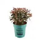Bild 1 von BRAZELBERRY® Heidelbeere, Vaccinium, Pink Breeze
