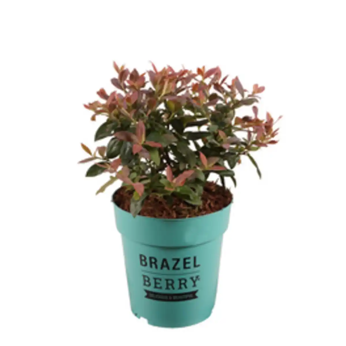 Bild 1 von BRAZELBERRY® Heidelbeere, Vaccinium, Pink Breeze