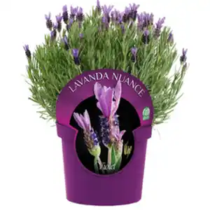 Gartenkrone Schopf-Lavendel »Lavandula stoechas Nuance«, violett