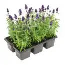 Bild 1 von GARDENLINE Lavendel