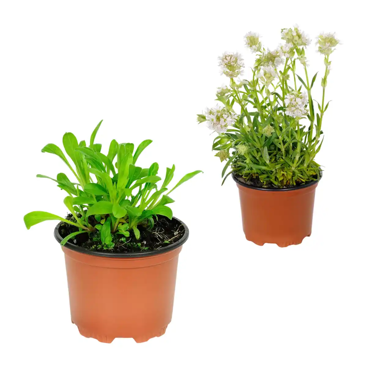 Bild 1 von GARDENLINE Stauden-Frühjahrssortiment