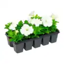 Bild 4 von GARDENLINE Beetpflanzen