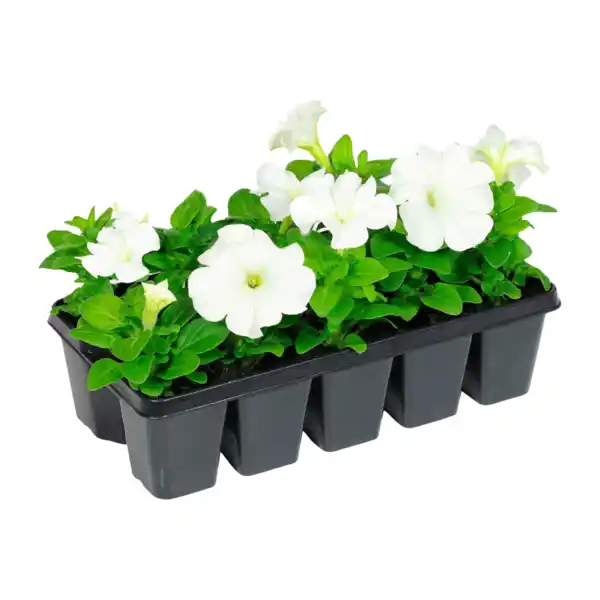 Bild 4 von GARDENLINE Beetpflanzen