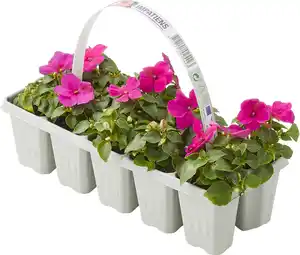 Beetpflanzen 10er Pack Fleissiges Lieschen Impatiens Walleriana H 10 cm