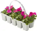 Bild 1 von Beetpflanzen 10er Pack Fleissiges Lieschen Impatiens Walleriana H 10 cm