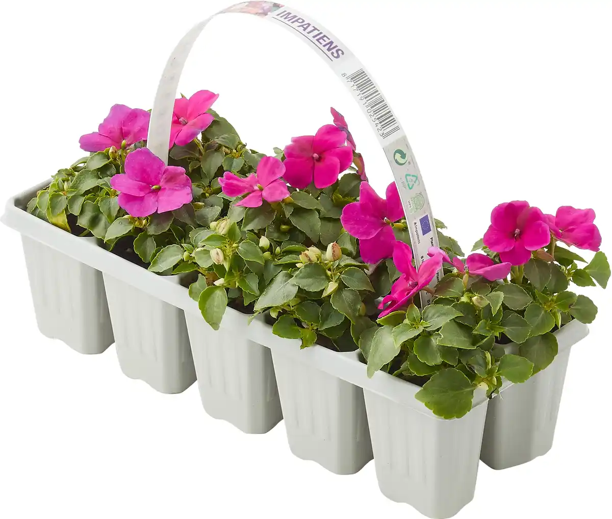 Bild 1 von Beetpflanzen 10er Pack Fleissiges Lieschen Impatiens Walleriana H 10 cm