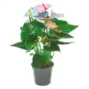 Bild 1 von Anthurie Make Up