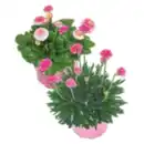 Bild 1 von XXL Stauden Mix „Pink“