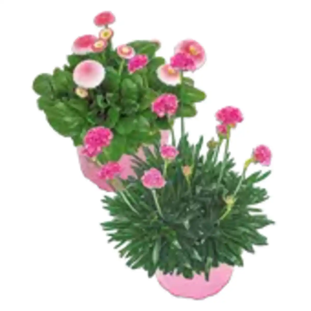 Bild 1 von XXL Stauden Mix „Pink“