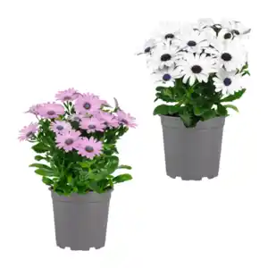 GARDENLINE Kapmargerite