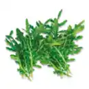 Bild 1 von Rucola