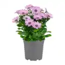 Bild 4 von GARDENLINE Kapmargerite