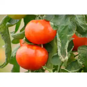 Gartenkrone Salattomate Solanum lycopersicum »Aida«