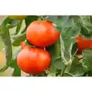 Bild 1 von Gartenkrone Salattomate Solanum lycopersicum »Aida«