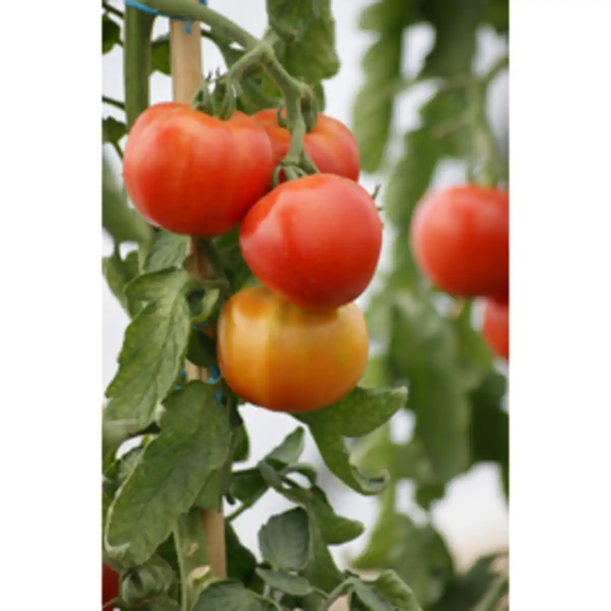 Bild 1 von Gartenkrone Salattomate lycopersicum Solanum »Diplom«
